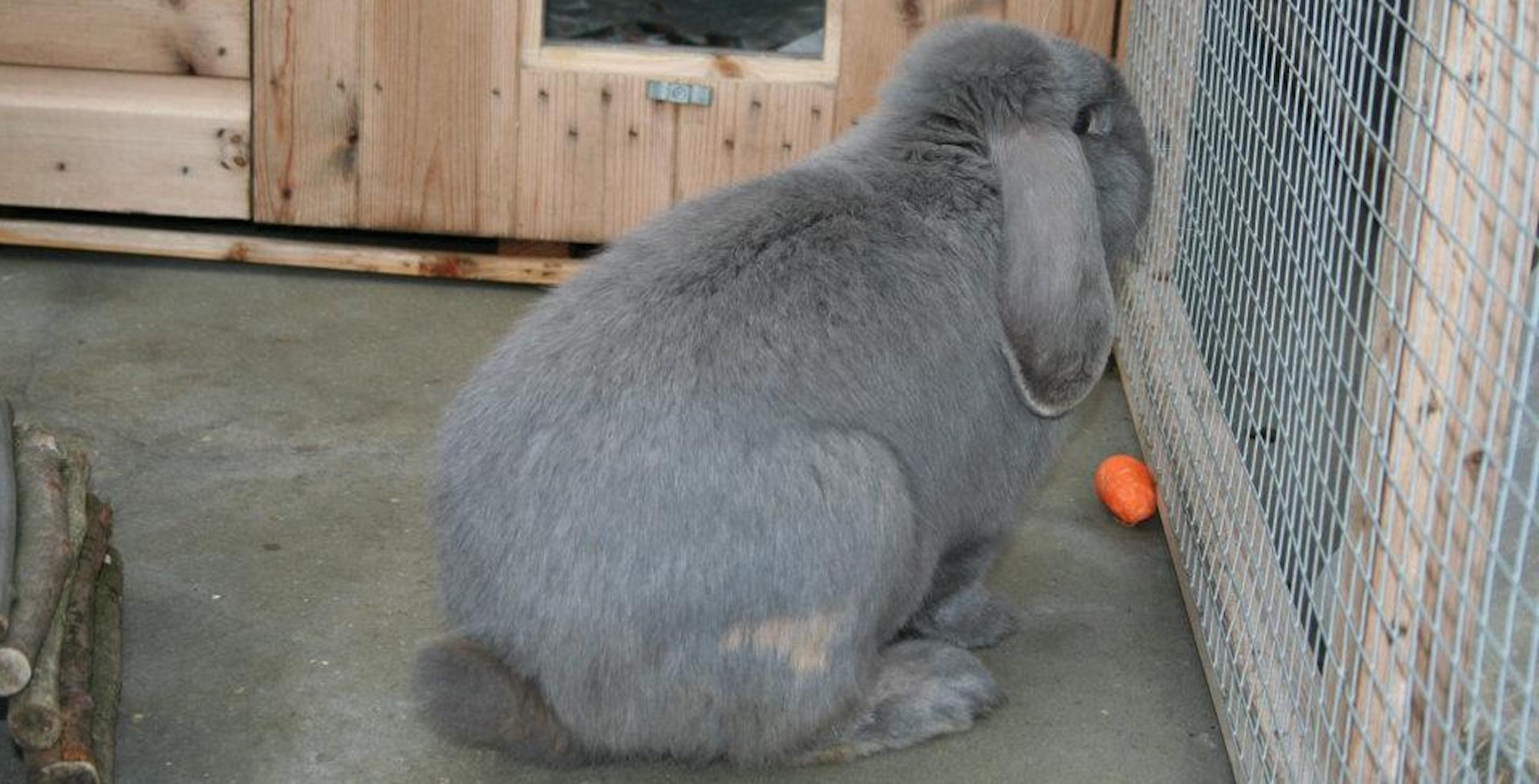 Broadlands Cattery Rabbit