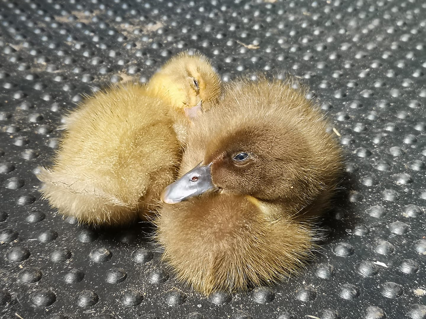 Broadlands Cattery Ducklings