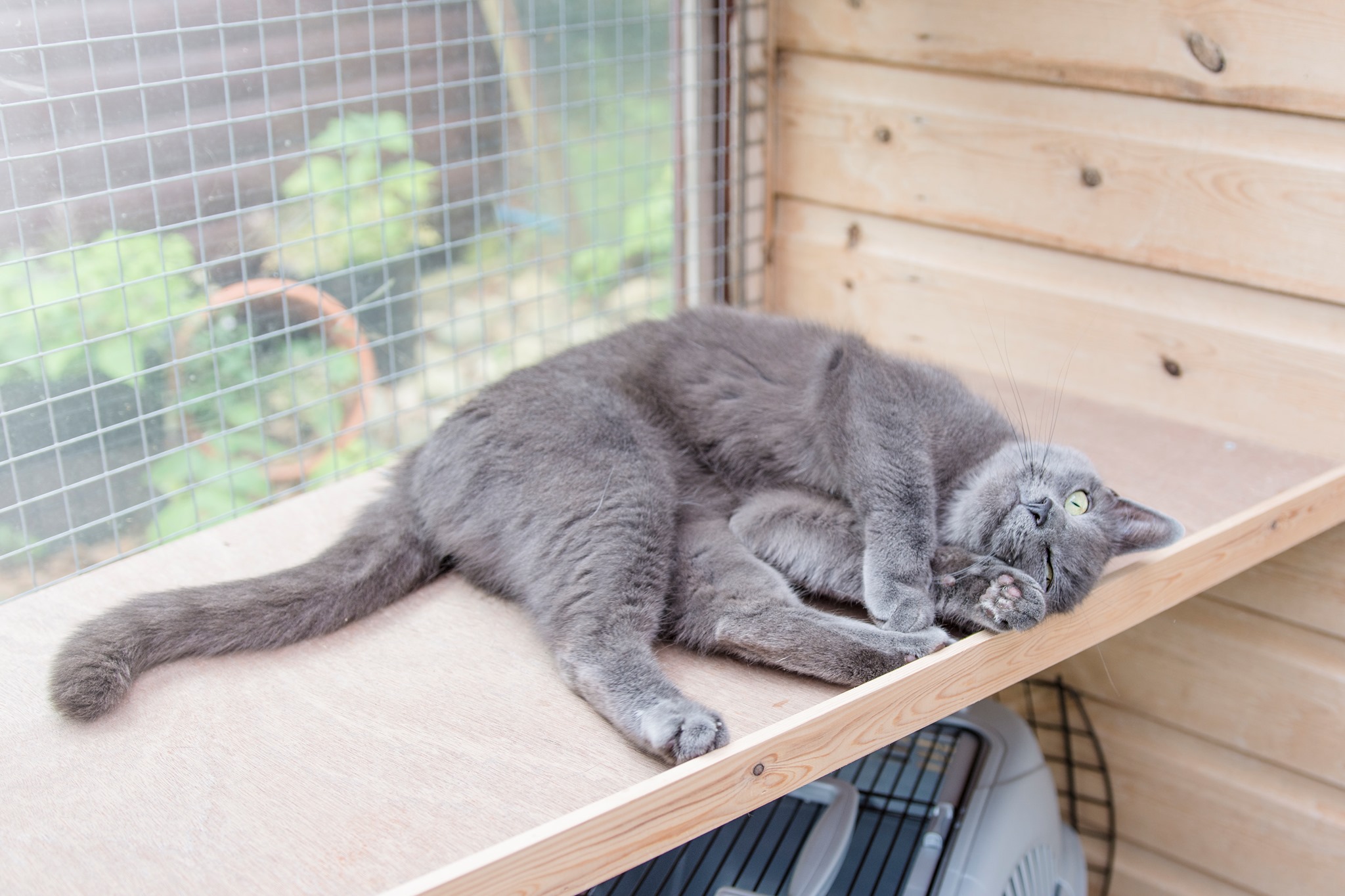 Grey Cat Broadlands Cattery