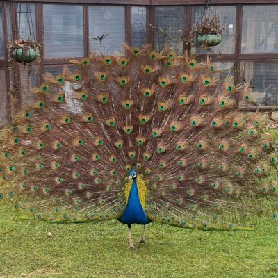 Broadlands Cattery Peacock