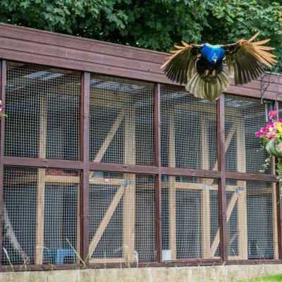 Broadlands Cattery Peacock